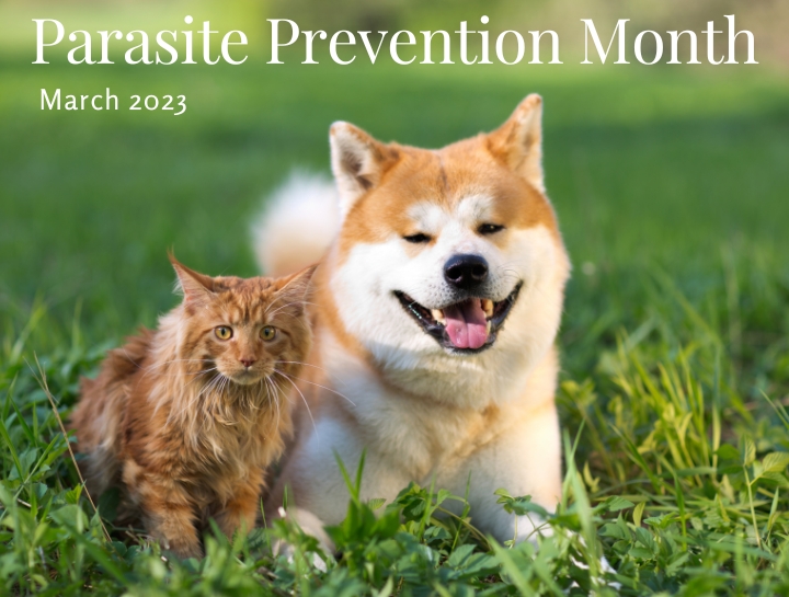 Parasite Prevention Month