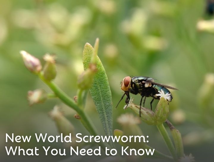 New World Screwworm: What Pet and Livestock Owners Need to Know