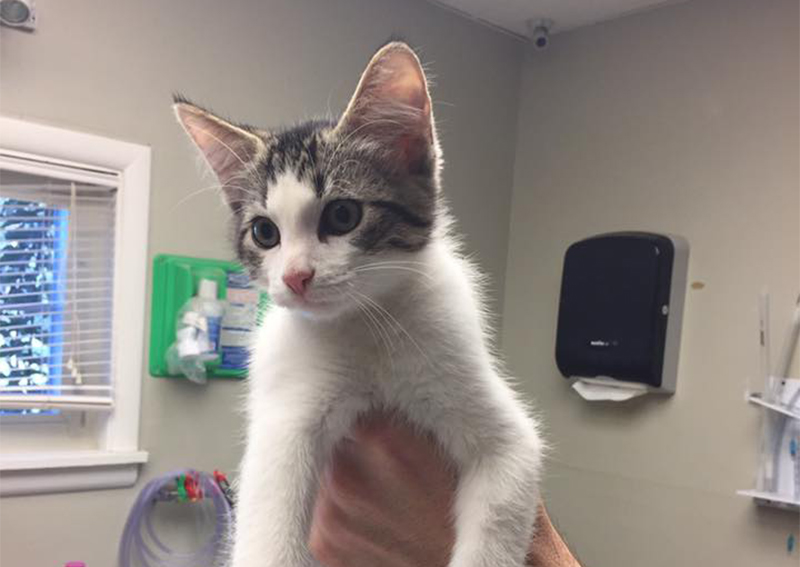 Cat Veterinary Care, Tulsa